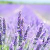 Sohealthy-healthy-tips-Benefits-of-Essential-Oil
