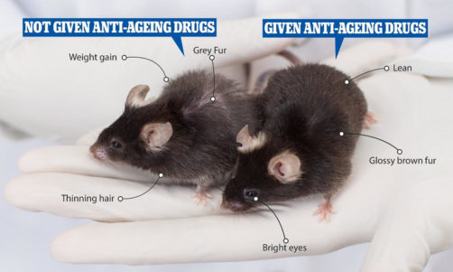 nad_and _nmn_testing_in_mice nad_and _nmn_testing_in_mice
