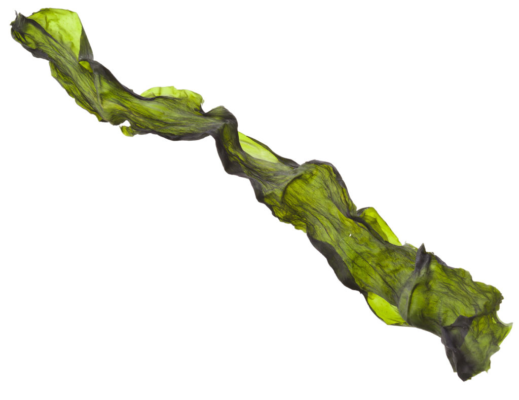 Dried Kelp Edible Seaweed