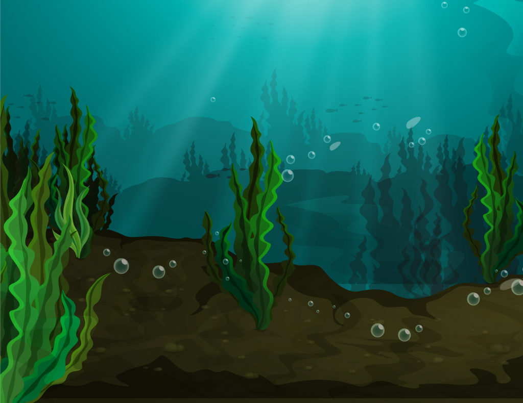 Seaweed Superfood Seaweed Nutrition Ocean Foods