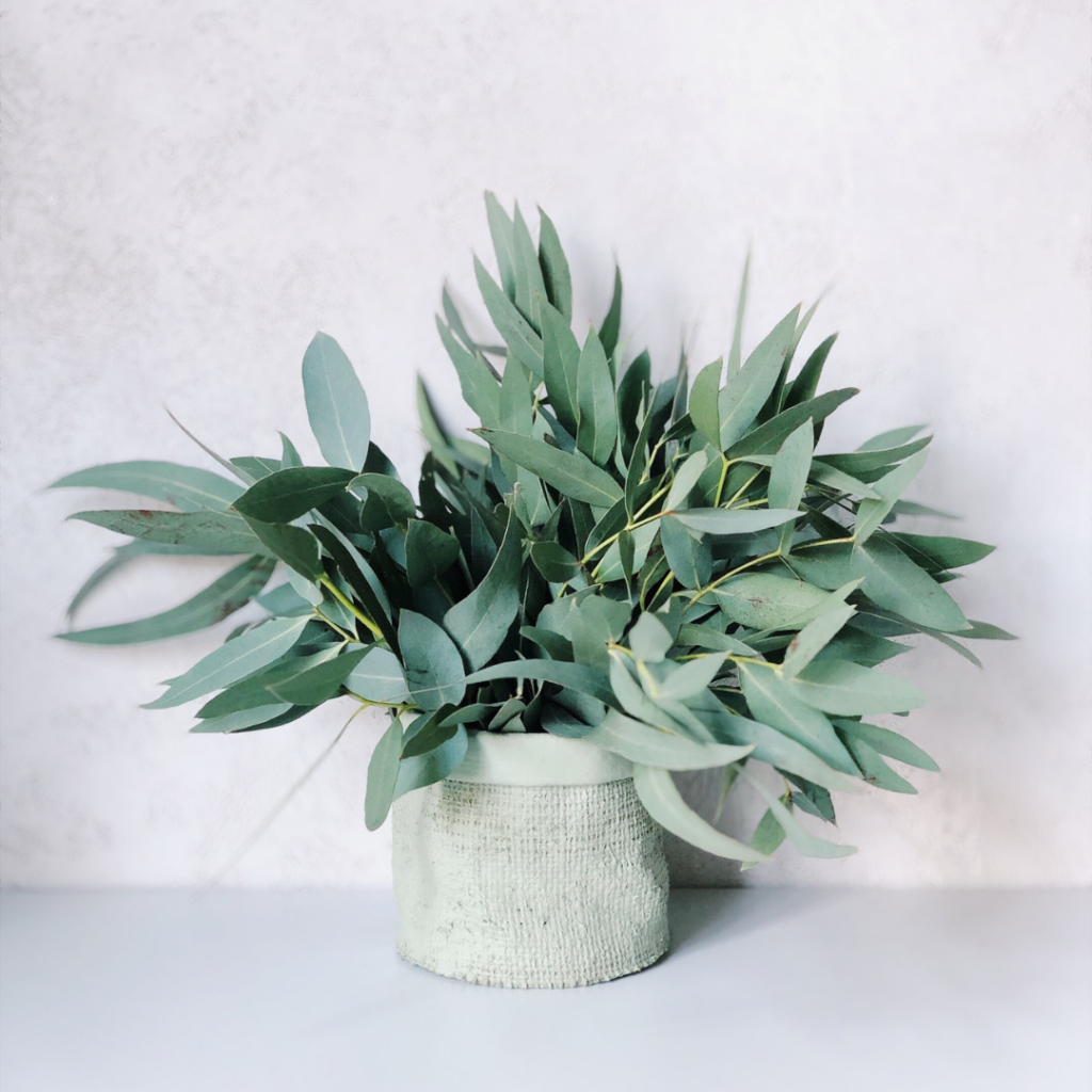 Supplement Guide: Eucalyptus is a tree that is native to Australia. The eucalyptus leaves and eucalyptus oil are used to make different products and for many purposes.