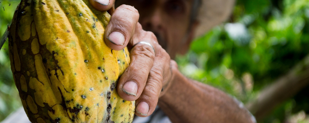 Chocolate comes from Cocoa Plant native to Mexico. 